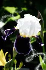 iris.webp