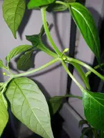 ChiliKnospe.webp