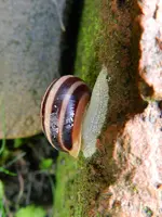 Schnecke_6765.webp
