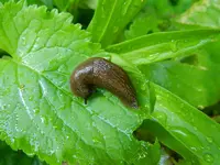 Schnecke_6886.webp