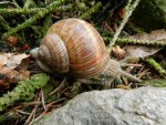 Schnecke_7184.JPG