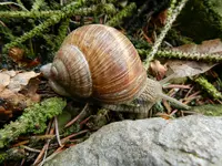 Schnecke_7184.webp