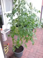 SAM_0886.webp