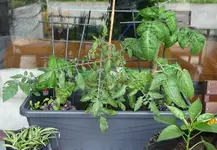 tomatenklein31.05.13.webp