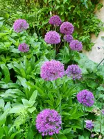 Zierlauch_6900.webp