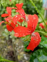 Geranie_6745.webp