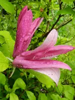 Magnolie_7524.webp