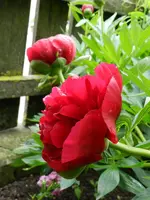 Pfingstrose_7210.webp