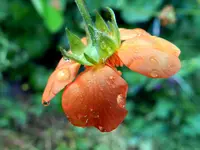 Nelkenwurz_6864.webp