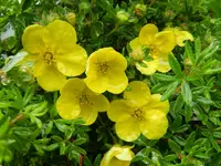 Fingerstrauch_7504.webp
