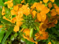 Goldlack_7551.webp