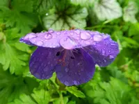 Storchenschnabel_7519.webp