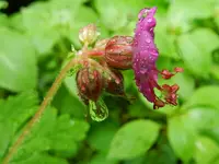Storchenschnabel_7548.webp