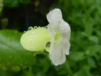 Weißkehlchen(Leimkraut)_7508.webp