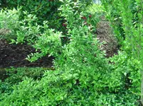 welche-pflanze-ligustermitstacheln_4.webp