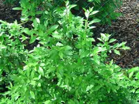 welche-pflanze-ligustermitstacheln_1.webp