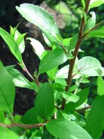 welche-pflanze-ligustermitstacheln_2.webp
