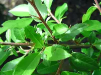 welche-pflanze-ligustermitstacheln_3.webp