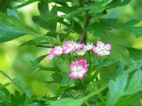 009.webp
