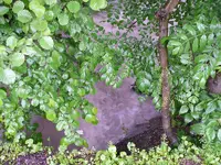 Bach Hochwasser6.webp