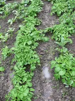 Kartoffeln Hochwasser.webp