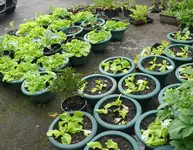 Kopfsalat.webp