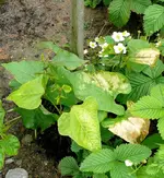Bohnen2.webp
