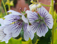 renardii tcschelda.webp