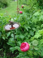 DSC07807.webp