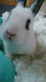 Coco.webp