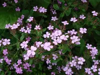DSC07820.webp