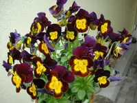 DSC07830.webp