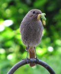 Raupen im Garten.jpg