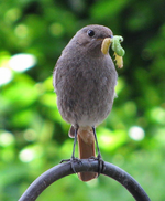Raupen im Garten.webp