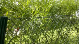 2013-05-30-1520.webp