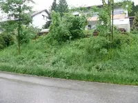Wildwiese.webp