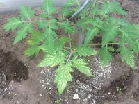 image.webp