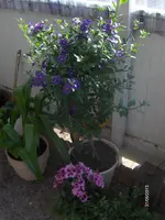 HPIM9608.webp