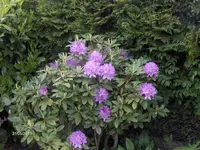 HPIM9614.webp