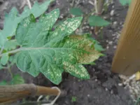 30. Mai 2013 (5).webp