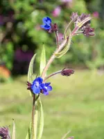 Anchusa.webp