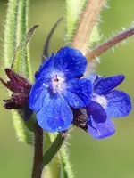 Ochsenzunge.webp
