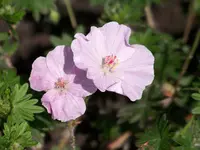 Geranium Apfelblüte.webp