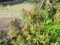 Euphorbia griffitii Fireglow.webp