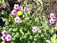Geranium Ballerina.webp
