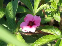 Potentilla Mrs. Willmott.webp