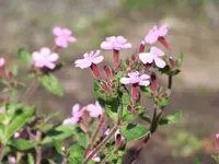 Seifenkraut.webp
