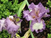 005.webp