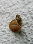 Schnecke_7621.JPG