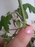 Tomate.webp